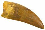 Serrated Carcharodontosaurus Tooth - Giant Dinosaur Tooth #336078-1